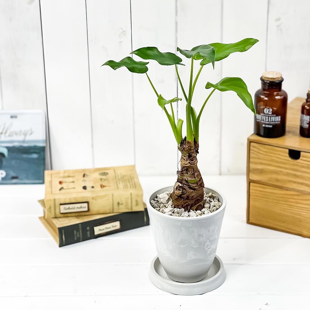 PLANCHU 観葉植物 アロカシア シマクワズイモ 4号樹脂鉢 ホワイト