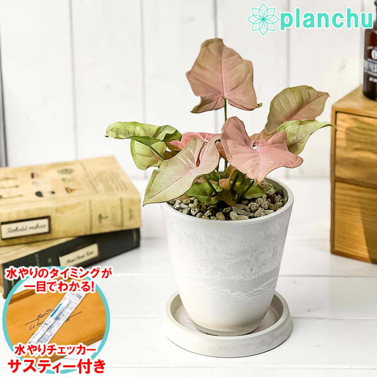 PLANCHU 観葉植物 シンゴニウム ネオン 4号樹脂鉢 ホワイト サスティー付き 受け皿付き 育て方説明書付き Syngonium podophyllum ‘Neon’