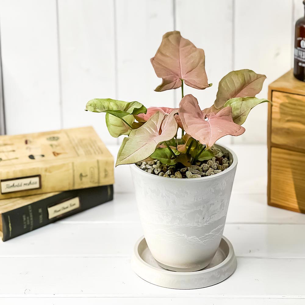 PLANCHU 観葉植物 シンゴニウム ネオン 4号樹脂鉢 ホワイト サスティー付き 受け皿付き 育て方説明書付き Syngonium podophyllum ‘Neon’ アロイド