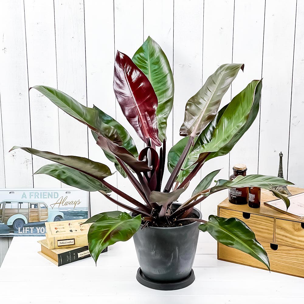 PLANCHU 観葉植物 フィロデンドロン サンレッド 6号樹脂鉢 ダークグレー 受け皿付き 育て方説明書付き Philodendron ‘Sun Red’ 充実株 アロイド