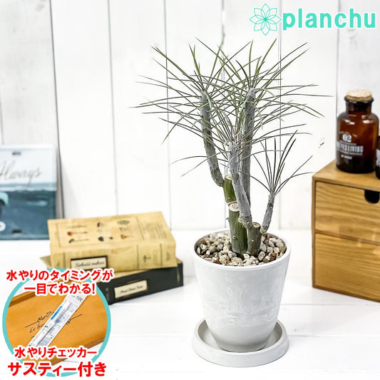 PLANCHU 観葉植物 モンキーツリー 4号樹脂鉢 ホワイト サスティー付き 受け皿付き 育て方説明書付き Senecio kleinia neriifolia セネシオ クレイニア 天竜 多肉植物