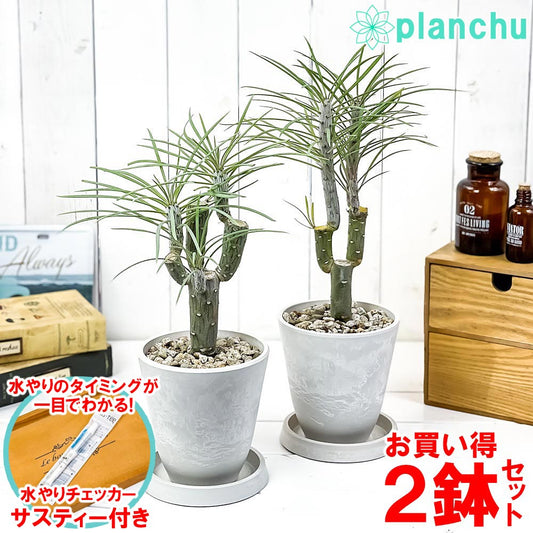 PLANCHU 観葉植物 モンキーツリー 4号樹脂鉢 ホワイト 2鉢セット サスティー付き 受け皿付き 育て方説明書付き Senecio kleinia neriifolia セネシオ クレイニア 天竜