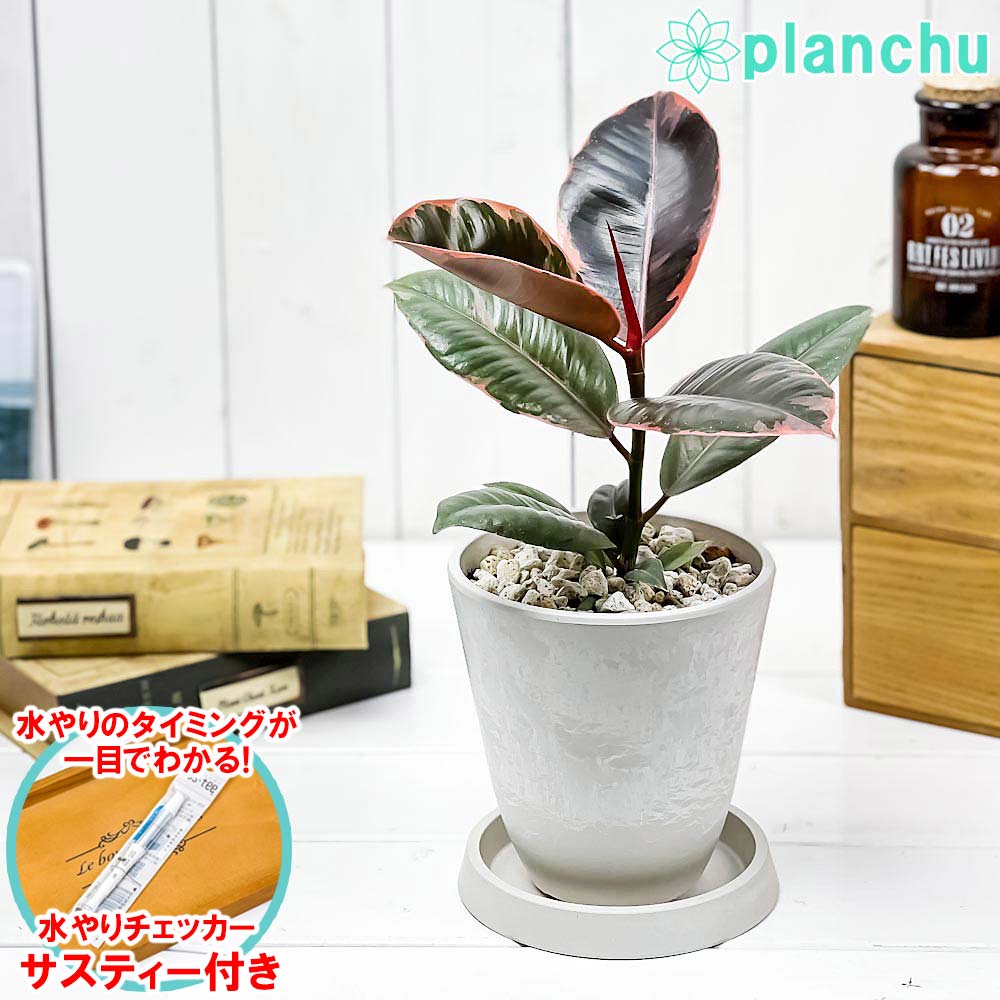 PLANCHU 観葉植物 フィカス ルビー 4号樹脂鉢 ホワイト サスティー付き 受け皿付き 育て方説明書付き Ficus elastica ‘Ruby’ ゴムノキ ゴムの木 インドゴムノキ
