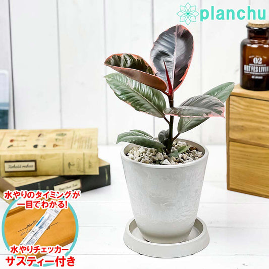 PLANCHU 観葉植物 フィカス ルビー 4号樹脂鉢 ホワイト サスティー付き 受け皿付き 育て方説明書付き Ficus elastica ‘Ruby’ ゴムノキ ゴムの木 インドゴムノキ