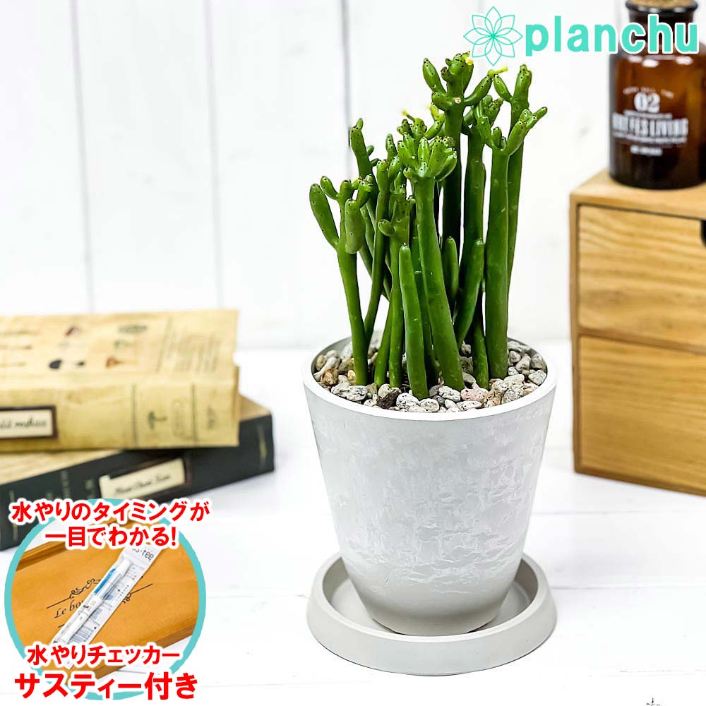 PLANCHU 観葉植物 ユーフォルビア セドロルム 4号樹脂鉢 ホワイト サスティー付き 受け皿付き 育て方説明書付き Euphorbia cedrorum オンコクラータ 多肉植物