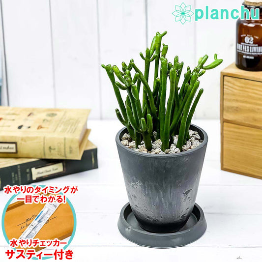 PLANCHU 観葉植物 ユーフォルビア セドロルム 4号樹脂鉢 ダークグレー サスティー付き 受け皿付き 育て方説明書付き Euphorbia cedrorum オンコクラータ 多肉植物