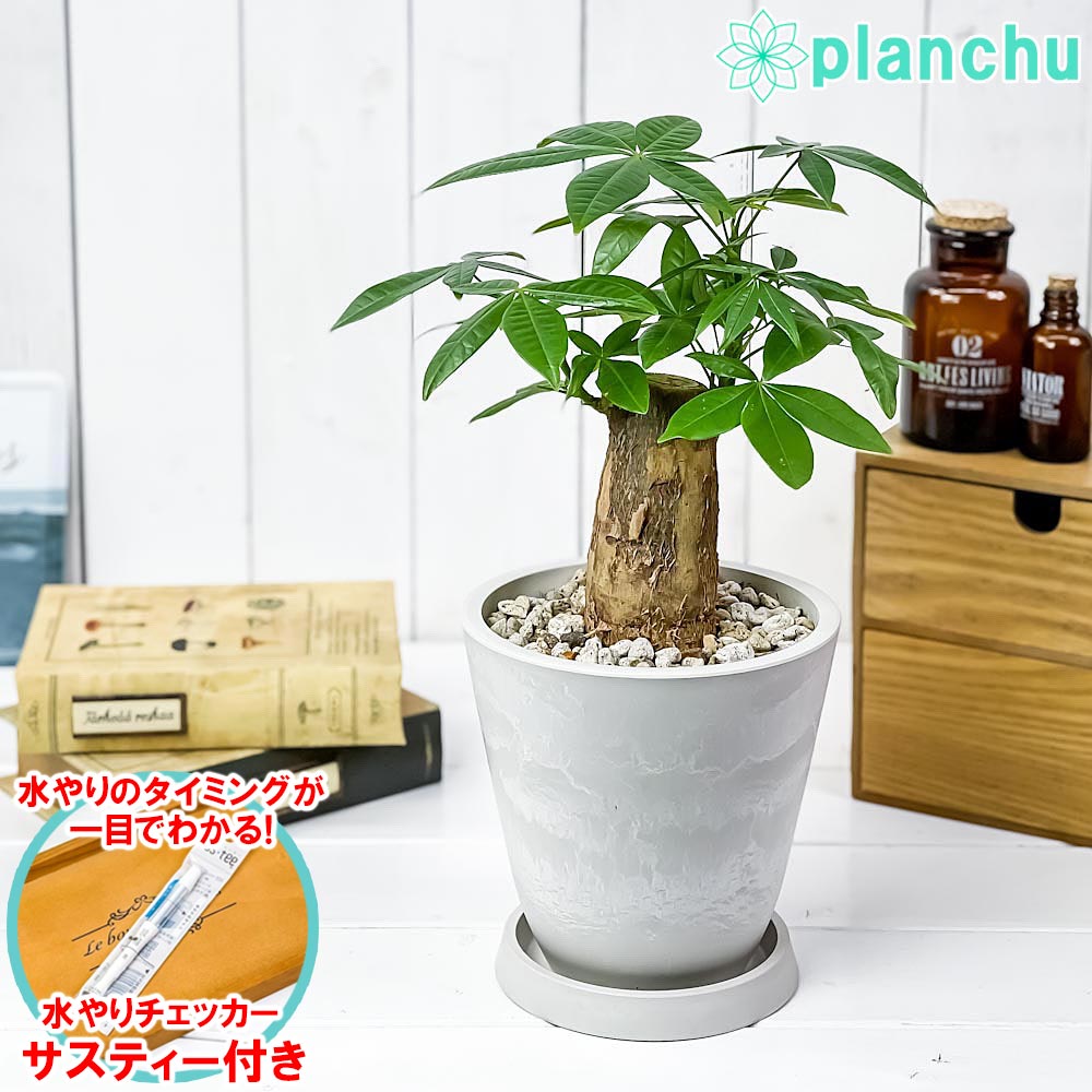 PLANCHU 観葉植物 パキラ 太幹 5号樹脂鉢 ホワイト サスティー付き 受け皿付き 育て方説明書付き Pachira glabra 発財樹