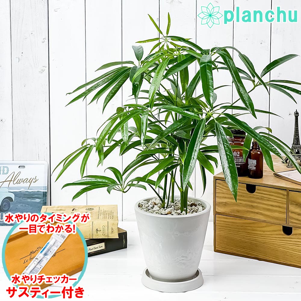 PLANCHU 観葉植物 シェフレラ アンガスティフォリア 5号樹脂鉢 ホワイト サスティー付き 受け皿付き 育て方説明書付き Schefflera angustifolia