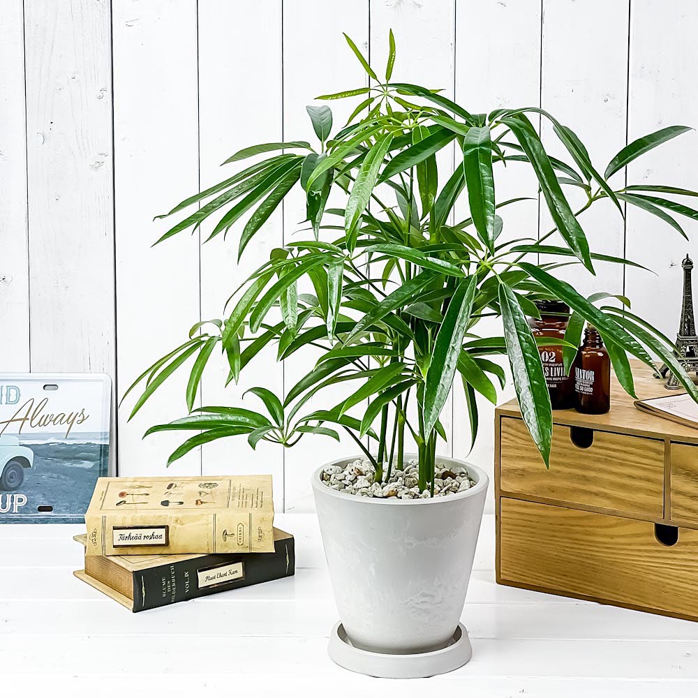 PLANCHU 観葉植物 シェフレラ アンガスティフォリア 5号樹脂鉢 ホワイト サスティー付き 受け皿付き 育て方説明書付き Schefflera angustifolia
