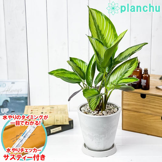 PLANCHU 観葉植物 カラテア ビューティースター 5号樹脂鉢 ホワイト サスティー付き 受け皿付き 育て方説明書付き Calathea 'Beauty Star'