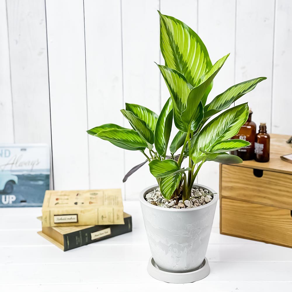 PLANCHU 観葉植物 カラテア ビューティースター 5号樹脂鉢 ホワイト サスティー付き 受け皿付き 育て方説明書付き Calathea 'Beauty Star'