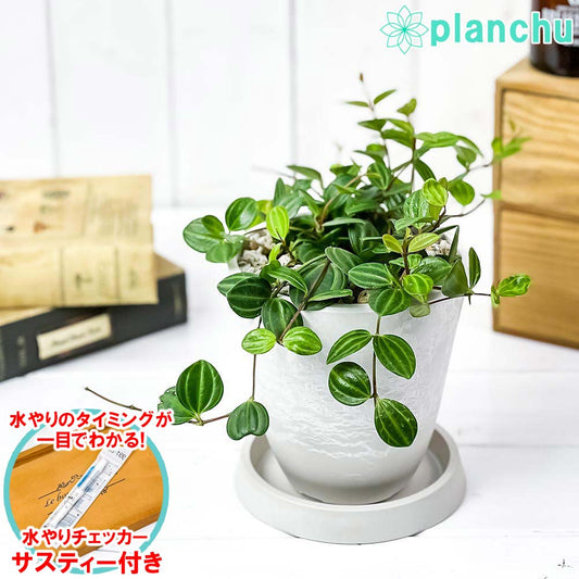 PLANCHU 観葉植物 ペペロミア ビートル 4号樹脂鉢 ホワイト サスティー付き 受け皿付き 育て方説明書付き Peperomia angulata アングラータ