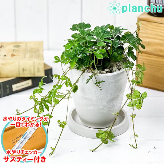 PLANCHU 観葉植物 パーセノシッサス シュガーバイン 4号樹脂鉢 ホワイト サスティー付き 受け皿付き 育て方説明書付き PVP Parthenocissus ‘Sugar Vine’