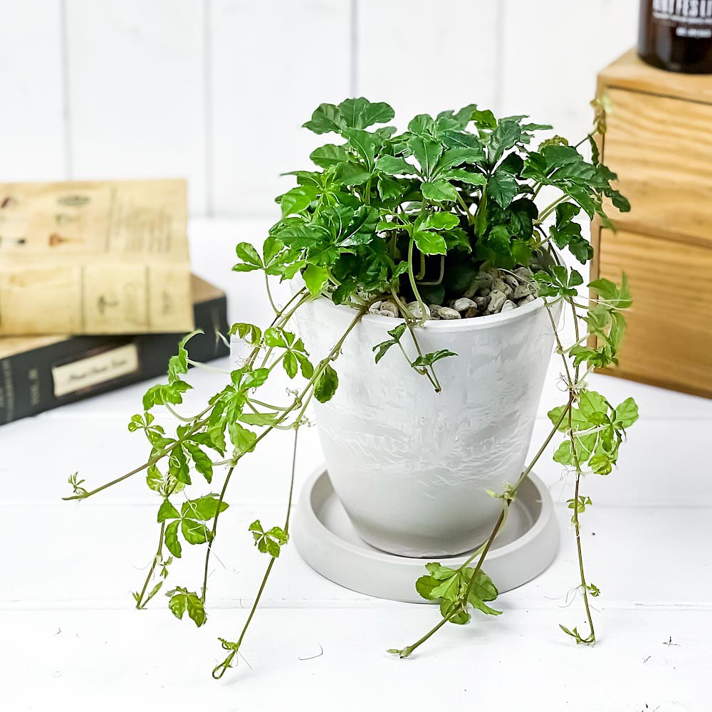 PLANCHU 観葉植物 パーセノシッサス シュガーバイン 4号樹脂鉢 ホワイト サスティー付き 受け皿付き 育て方説明書付き PVP Parthenocissus ‘Sugar Vine’