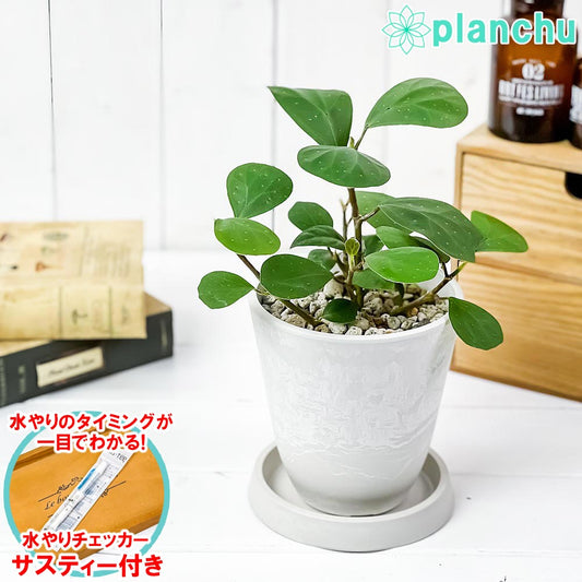 PLANCHU 観葉植物 フィカス デルトイデア 4号樹脂鉢 ホワイト サスティー付き 受け皿付き 育て方説明書付き Ficus deltoidea コバンボダイジュ 小判菩提樹
