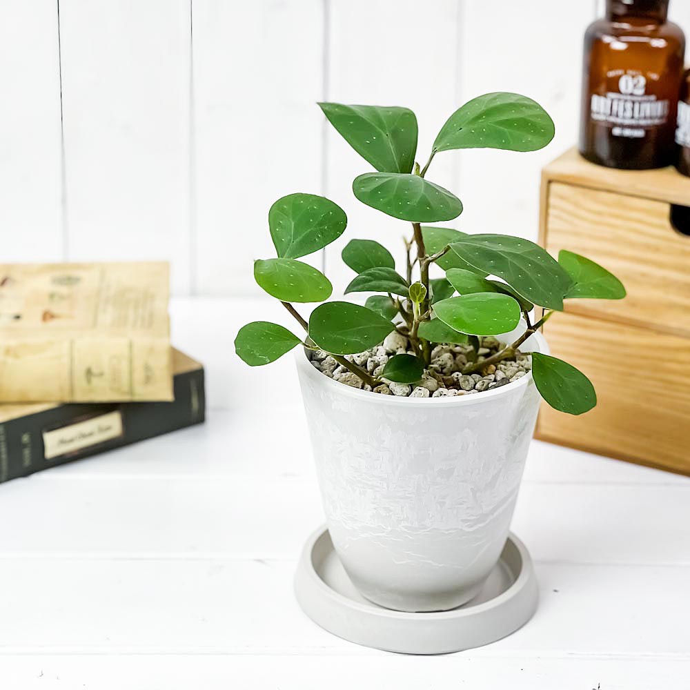 PLANCHU 観葉植物 フィカス デルトイデア 4号樹脂鉢 ホワイト サスティー付き 受け皿付き 育て方説明書付き Ficus deltoidea コバンボダイジュ 小判菩提樹