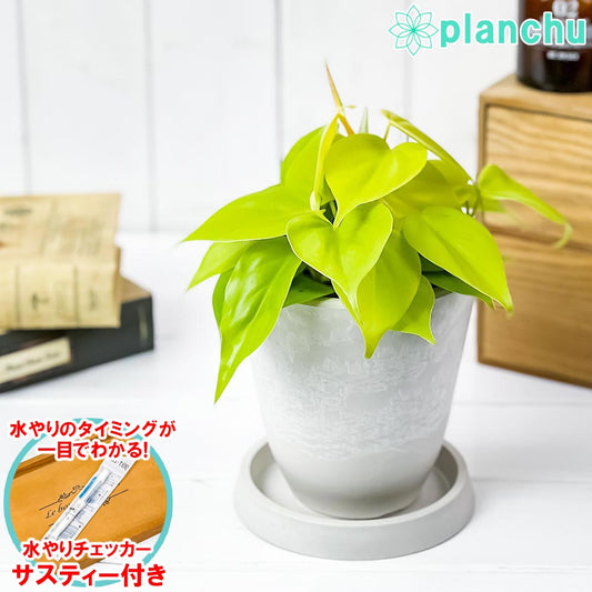 PLANCHU 観葉植物 フィロデンドロン オキシカルディウム ライム 4号樹脂鉢 ホワイト サスティー付き 受け皿付き 育て方説明書付き アロイド