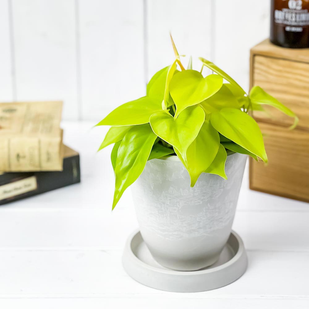PLANCHU 観葉植物 フィロデンドロン オキシカルディウム ライム 4号樹脂鉢 ホワイト サスティー付き 受け皿付き 育て方説明書付き オキシカルジウム アロイド