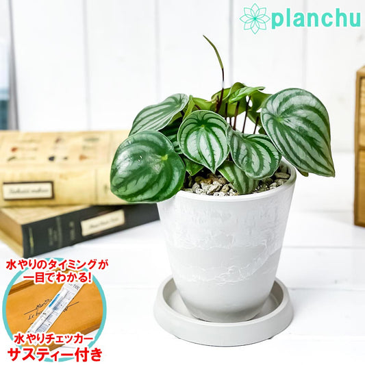 PLANCHU 観葉植物 ペペロミア アルギレイア 4号樹脂鉢 ホワイト サスティー付き 受け皿付き 育て方説明書付き Peperomia argyreia スイカペペ