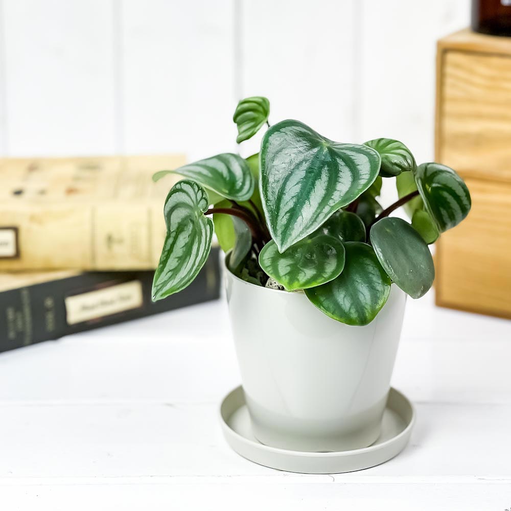 PLANCHU 観葉植物 ペペロミア アルギレイア 3.5号鉢 受け皿付き 育て方説明書付き Peperomia argyreia スイカペペ