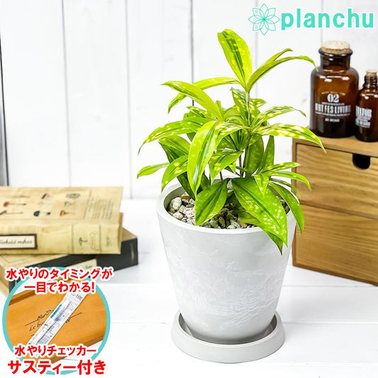 PLANCHU 観葉植物 ドラセナ ファニータ 5号樹脂鉢 ホワイト サスティー付き 受け皿付き 育て方説明書付き スルクローサ ゴッドセフィアナ 激レア品種