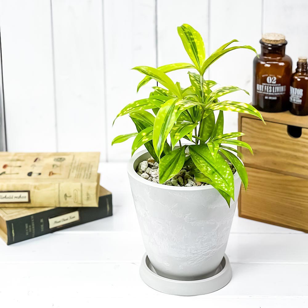 PLANCHU 観葉植物 ドラセナ ファニータ 5号樹脂鉢 ホワイト サスティー付き 受け皿付き 育て方説明書付き スルクローサ ゴッドセフィアナ 激レア品種