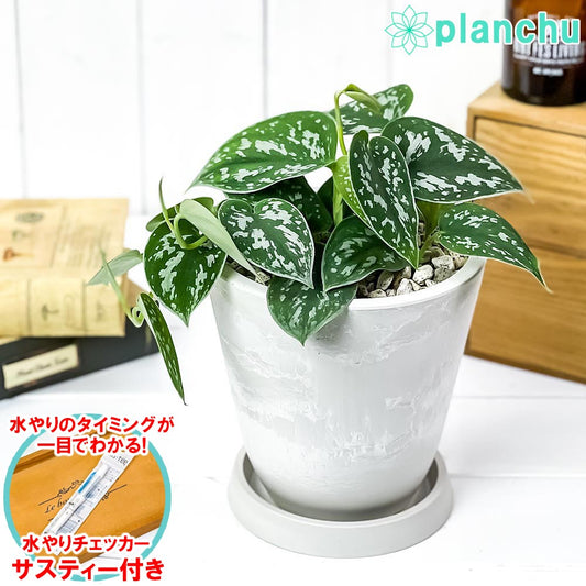 PLANCHU 観葉植物 スキンダプサス アルギレウス 5号樹脂鉢 ホワイト サスティー付き 受け皿付き 育て方説明書付き Scindapsus pictus ’Argyraeus’ シラフカズラ