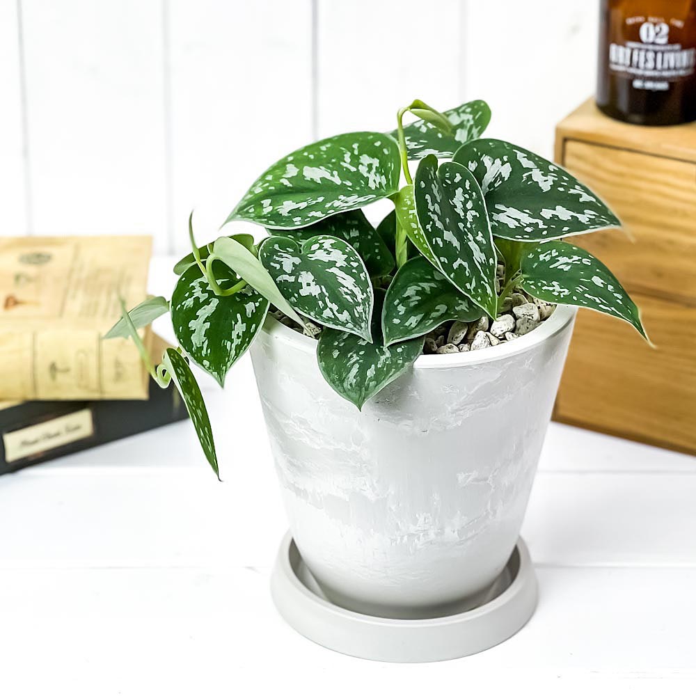 PLANCHU 観葉植物 スキンダプサス アルギレウス 5号樹脂鉢 ホワイト サスティー付き 受け皿付き 育て方説明書付き Scindapsus pictus ’Argyraeus’ シラフカズラ アロイド