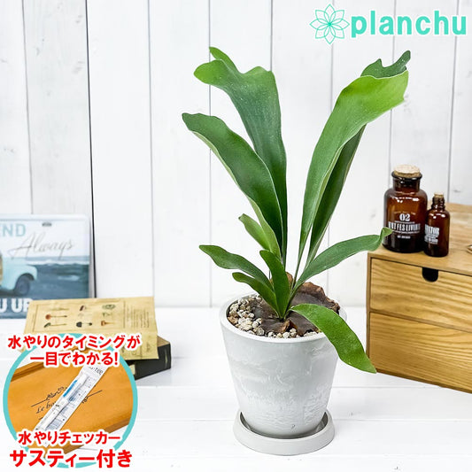 PLANCHU 観葉植物 ビカクシダ ネザーランズ 5号樹脂鉢 ホワイト サスティー付き 受け皿付き 育て方説明書付き ネザーランド プラティケリウム コウモリラン シダ