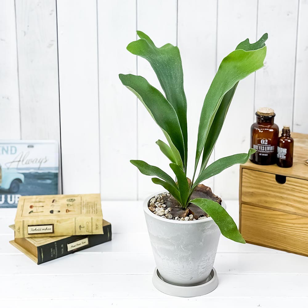 PLANCHU 観葉植物 プラティケリウム ネザーランズ 5号樹脂鉢 ホワイト サスティー付き 受け皿付き 育て方説明書付き ネザーランド ビカクシダ コウモリラン シダ植物