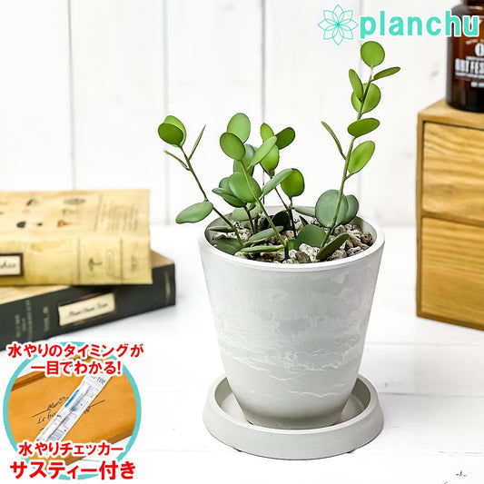 PLANCHU 観葉植物 グリーンドラム 4号樹脂鉢 ホワイト サスティー付き 受け皿付き 育て方説明書付き Xerosicyos danguyi クセロシキオス 緑の太鼓 多肉植物