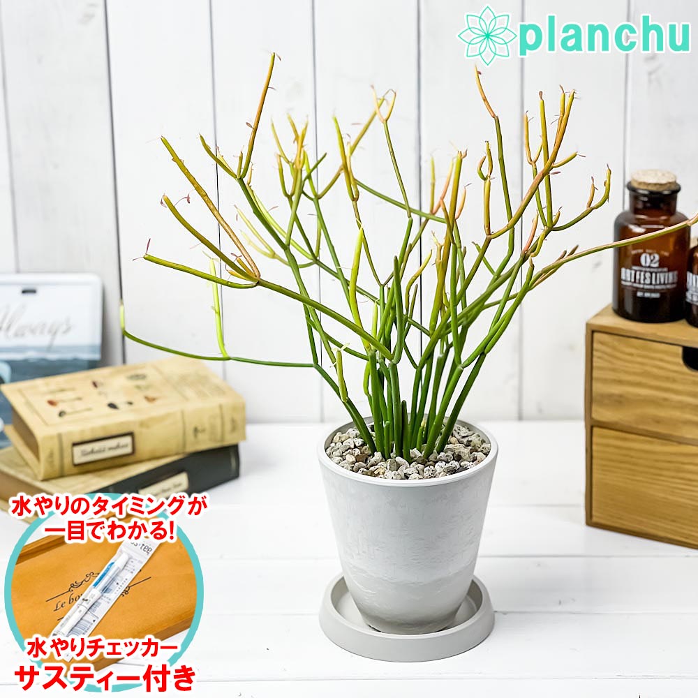 PLANCHU 観葉植物 ユーフォルビア ファイヤースティック 4号樹脂鉢 ホワイト サスティー付き 受け皿付き 育て方説明書付き 多肉植物