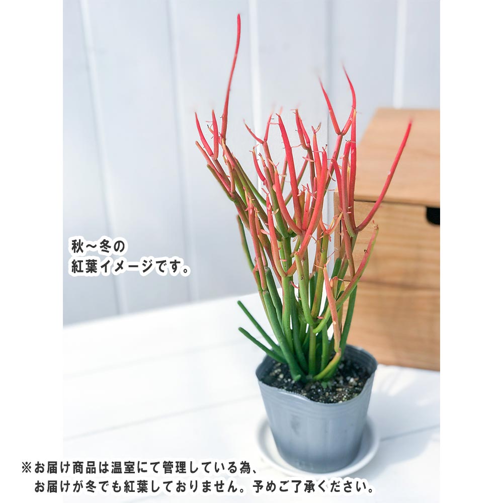 PLANCHU 観葉植物 ユーフォルビア ファイヤースティック 4号樹脂鉢 ホワイト サスティー付き 受け皿付き 育て方説明書付き 多肉植物