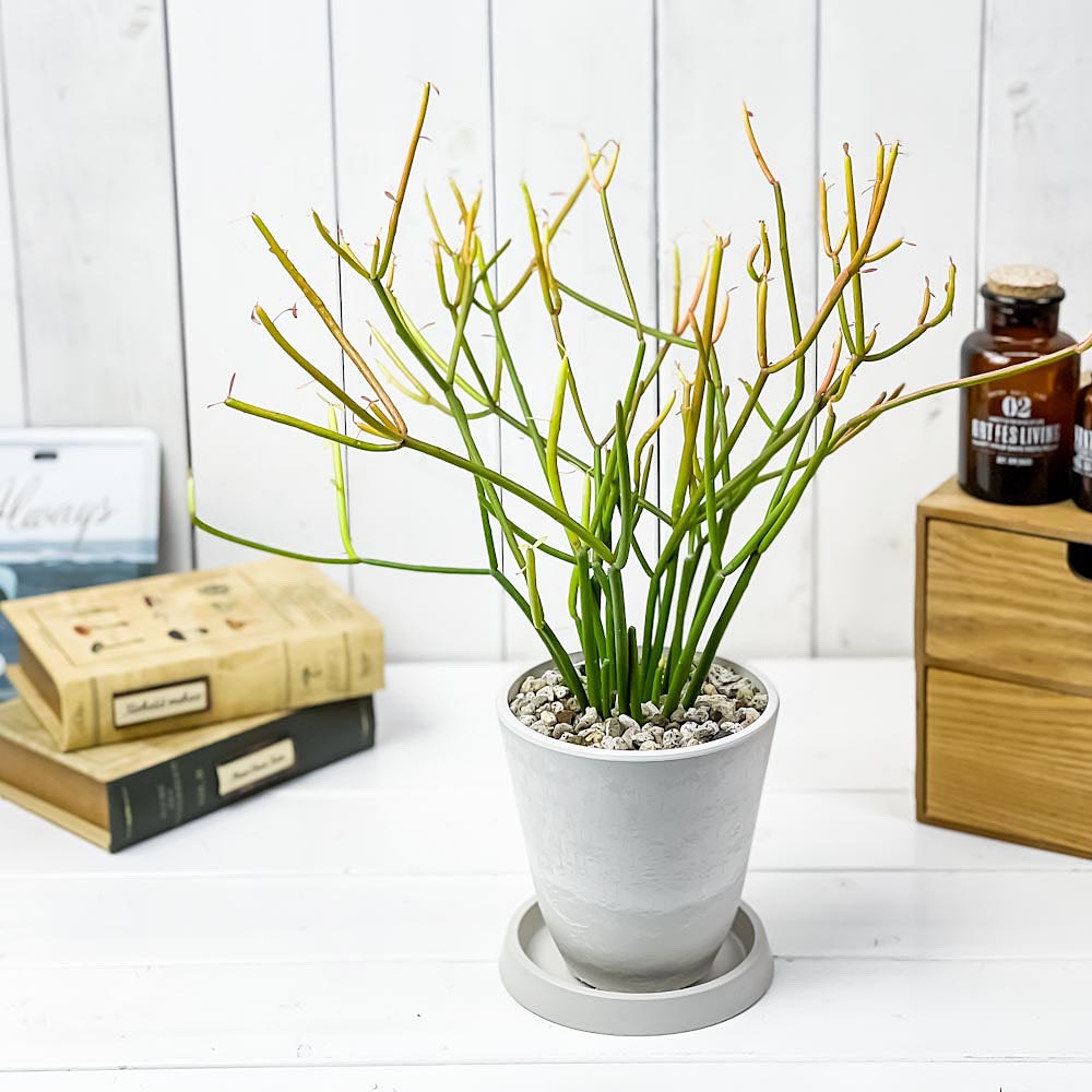 PLANCHU 観葉植物 ユーフォルビア ファイヤースティック 4号樹脂鉢 ホワイト サスティー付き 受け皿付き 育て方説明書付き 多肉植物