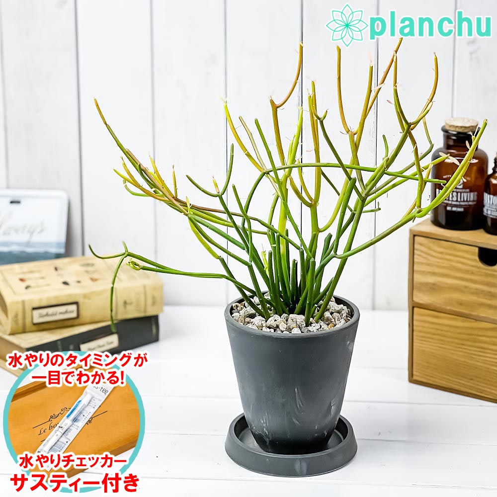 PLANCHU 観葉植物 ユーフォルビア ファイヤースティック 4号樹脂鉢 ダークグレー サスティー付き 受け皿付き 育て方説明書付き 多肉植物