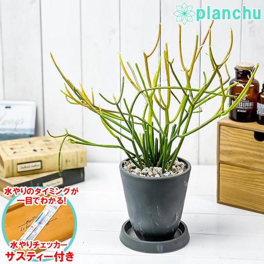 PLANCHU 観葉植物 ユーフォルビア ファイヤースティック 4号樹脂鉢 ダークグレー サスティー付き 受け皿付き 育て方説明書付き 多肉植物