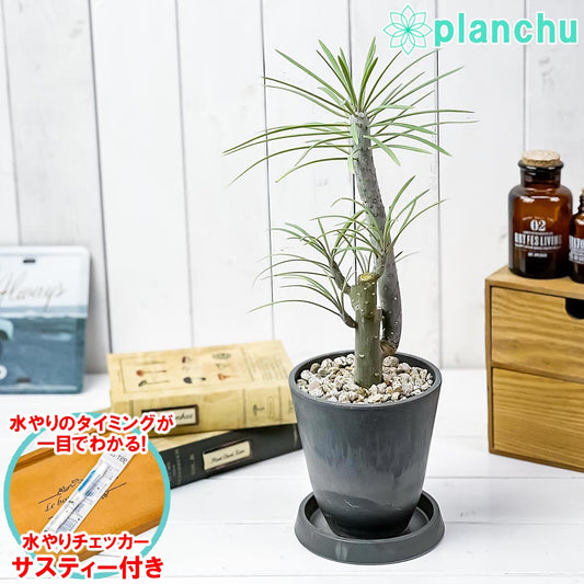 PLANCHU 観葉植物 モンキーツリー 4号樹脂鉢 ダークグレー サスティー付き 受け皿付き 育て方説明書付き Senecio kleinia neriifolia セネシオ クレイニア 天竜 多肉植物