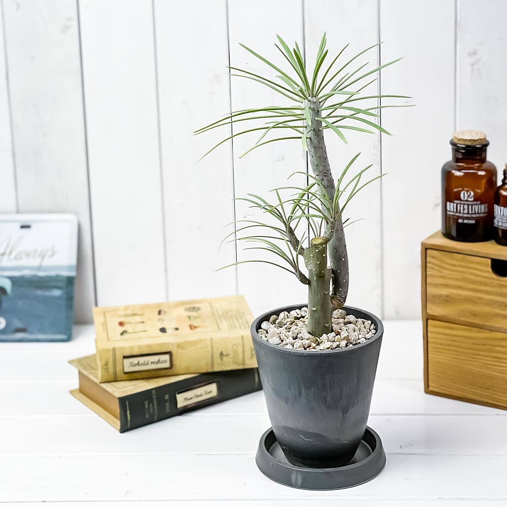 PLANCHU 観葉植物 モンキーツリー 4号樹脂鉢 ダークグレー サスティー付き 受け皿付き 育て方説明書付き Senecio kleinia neriifolia セネシオ クレイニア 天竜 多肉植物