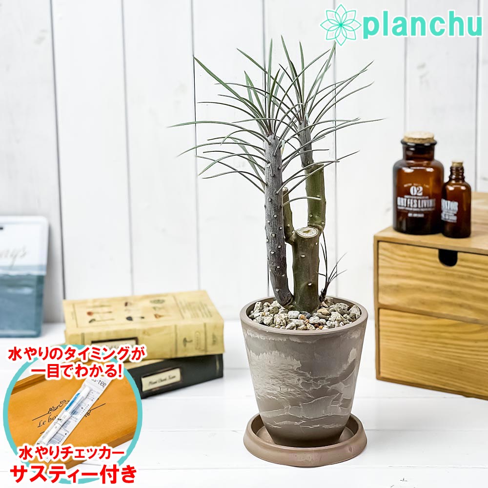 PLANCHU 観葉植物 モンキーツリー 4号樹脂鉢 ベージュ サスティー付き 受け皿付き 育て方説明書付き Senecio kleinia neriifolia セネシオ クレイニア 天竜 多肉植物