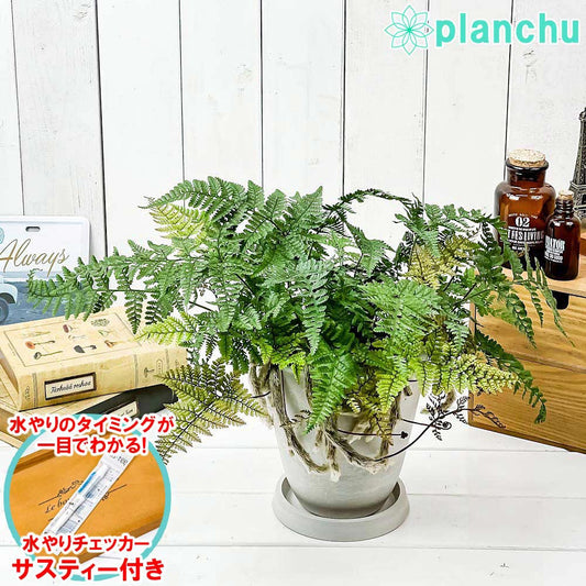 PLANCHU 観葉植物 ダバリア トキワシノブ 5号樹脂鉢 ホワイト サスティー付き 受け皿付き 育て方説明書付き Davallia tyermannii シダ 常盤忍