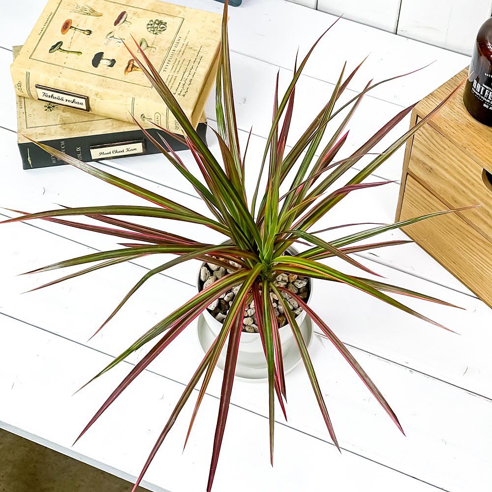 PLANCHU 観葉植物 ドラセナ マルギナータ レインボー 3.5号鉢 受け皿付き 育て方説明書付き Dracaena marginata ‘Rainbow’ 真実の木 マジナータ コンシンネ コンシナ