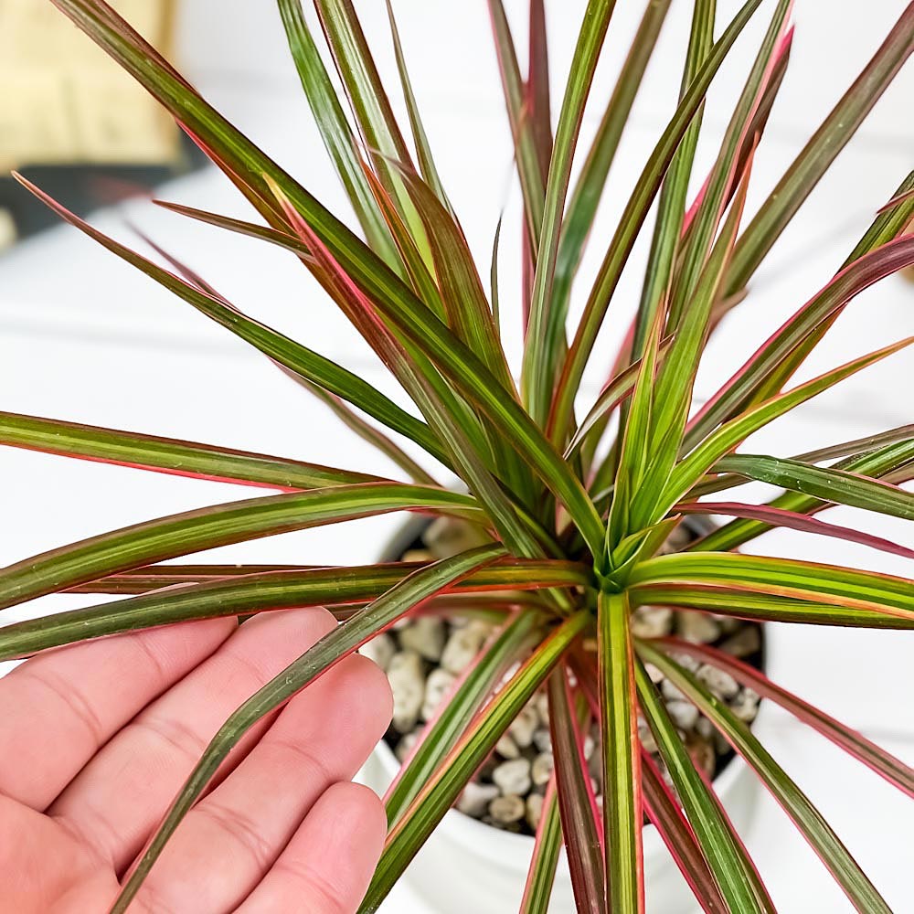 PLANCHU 観葉植物 ドラセナ マルギナータ レインボー 3.5号鉢 受け皿付き 育て方説明書付き Dracaena marginata ‘Rainbow’ 真実の木 マジナータ コンシンネ コンシナ