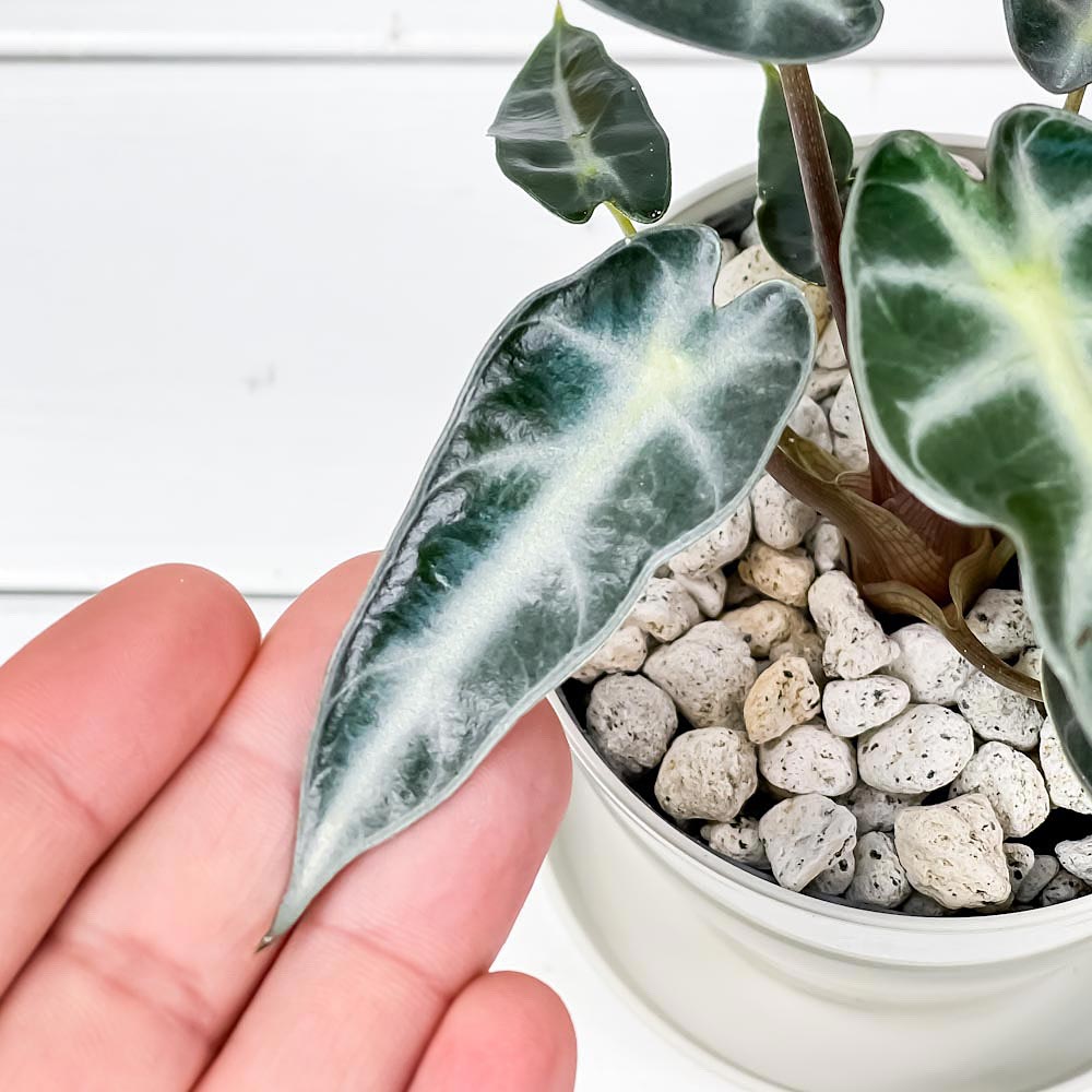 PLANCHU 観葉植物 アロカシア バンビーノ アロー 3.5号鉢 受け皿付き 育て方説明書付き Alocasia ‘Bambino Arrow’ アロイド