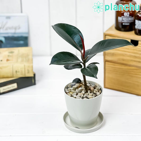 PLANCHU 観葉植物 フィカス バーガンディ 3.5号鉢 受け皿付き 育て方説明書付き Ficus elastica ‘Burgundy’ ゴムノキ ゴムの木 インドゴムノキ