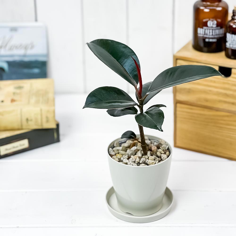 PLANCHU 観葉植物 フィカス バーガンディ 3.5号鉢 受け皿付き 育て方説明書付き Ficus elastica ‘Burgundy’ ゴムノキ ゴムの木 インドゴムノキ