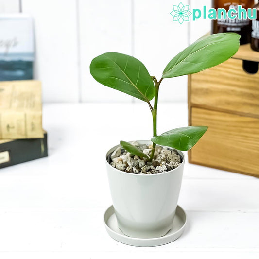 PLANCHU 観葉植物 ココロバ シーグレープ 3.5号鉢 受け皿付き 育て方説明書付き Coccoloba uvifera ハマベブドウ