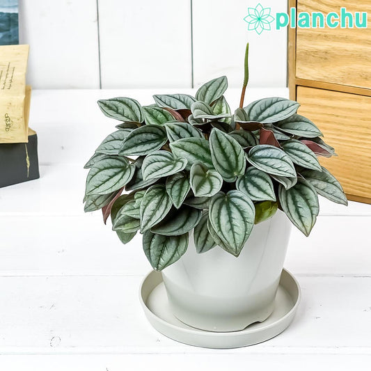 PLANCHU 観葉植物 ペペロミア ナポリナイツ 3.5号鉢 受け皿付き 育て方説明書付き PVP Peperomia ‘Napoli Nights’