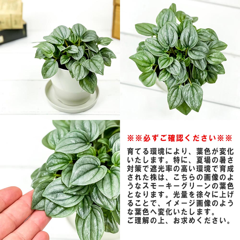 PLANCHU 観葉植物 ペペロミア ナポリナイツ 3.5号鉢 受け皿付き 育て方説明書付き Peperomia cv.