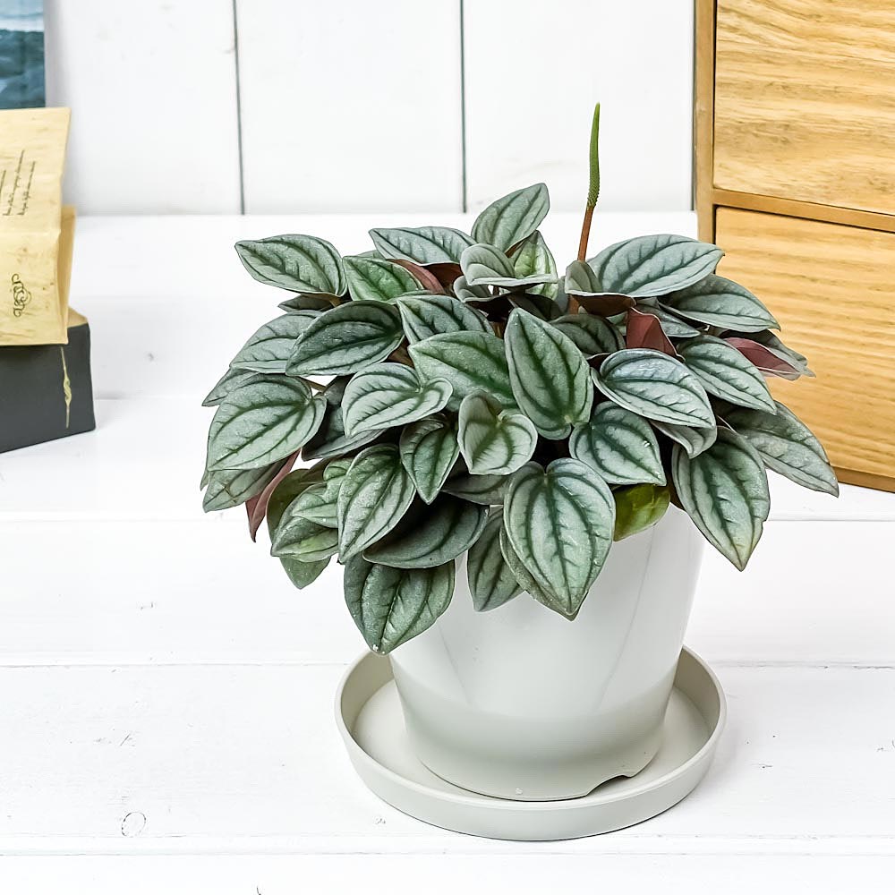 PLANCHU 観葉植物 ペペロミア ナポリナイツ 3.5号鉢 受け皿付き 育て方説明書付き PVP Peperomia ‘Napoli Nights’
