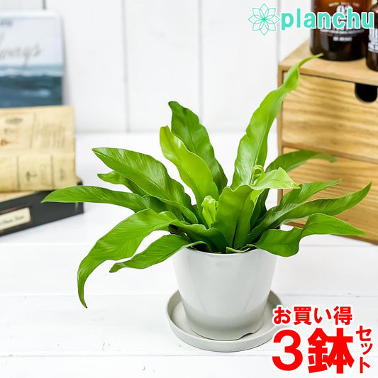 PLANCHU 観葉植物 アスプレニウム アンティクム 3.5号鉢 3鉢セット 受け皿付き 育て方説明書付き Asplenium antiquum アンティカム オオタニワタリ シダ